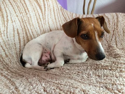 Prodam Jack Russel Terier,
